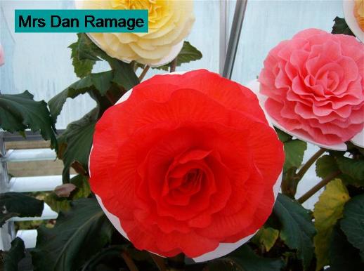 B. ‘Mrs. Dan Ramage’